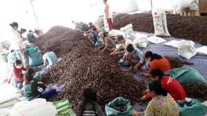 Trozos de Noni Secos Naturales, Aptos para el Procesamiento de Bebidas y Mercados de Comercio Internacional - Product Image 4