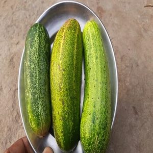 Cornichons indiens frais de première qualité, cornichons traditionnels aux épices authentiques, nouveaux cornichons de saison, FitTree International - Product Image 6