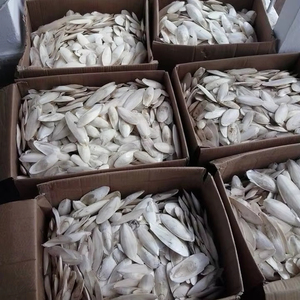 Os de seiche en gros, morceaux entiers ou brisés, 100% pur, séché au soleil, riche en calcium, exportateur du Vietnam 23 - Product Image 1