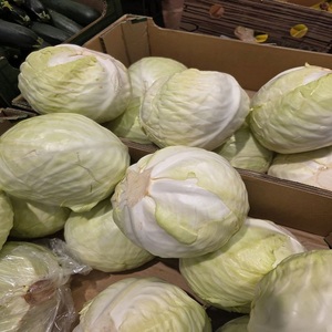 Chou vert entier fraîchement récolté de la ferme, cultivé naturellement pour la préparation de salades, de plats sautés, de soupes et de currys - Product Image 4