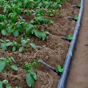 Tubería de Agua de Plástico HDPE Negra de Alta Presión de 2 Pulgadas, Rollo Flexible de 6 m de Longitud, Manguera de Polietileno para Riego Agrícola, No Tóxica - Product Image 6