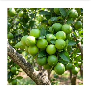 Citrons verts frais entiers, agrumes naturels de qualité supérieure pour la vente en gros et au détail - Product Image 1