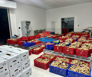 Productor y Exportador de Jengibre de Vietnam que Suministra Raíces de Jengibre Frescas y Lavadas para Compradores Globales B2B - Product Image 3