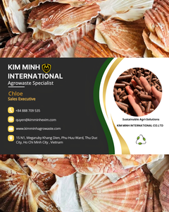 Conchas de Vieira Naturales Crudas Kim Minh International, Ecológicas, para Decoración del Hogar, Souvenir, a Granel, Ba Ria-Vung Tau, Vietnam - Product Image 6