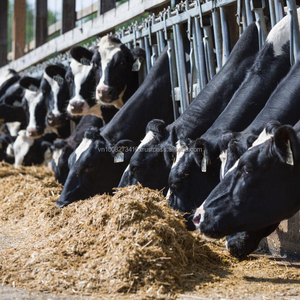 Silage de maïs premium 100% fermenté, alimentation fourragère pour bovins laitiers et à viande, 70% d'humidité, durée de conservation maximale de 12 mois, en provenance du Vietnam - Product Image 2