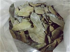 Échantillon Gratuit de Poudre de Corossol Bio Lyophilisée de Haute Qualité (Annona Muricata/Graviola) en Vrac, Marque EXPAD du Vietnam, Durée de Conservation de 24 Mois - Product Image 1