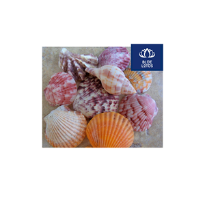 Conchas Marinas Ecológicas, Seguras y Limpias, Ideales para Decoración de Eventos y Fabricación de Velas, Venta Directa - Product Image 1