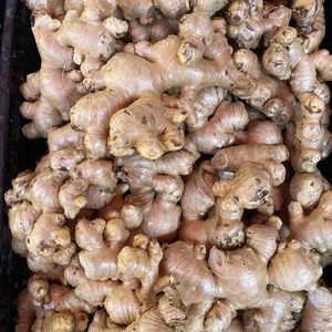Raíz de Jengibre Orgánica Saludable, Cultivada Naturalmente, Producto Fresco con Sabor Intenso, Ideal para Cocinar Bebidas Herbales - Product Image 5