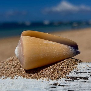Prix fournisseur coquillages naturels, coquillages marins pour décorations de maison de plage, coquillages bruts de qualité supérieure - Product Image 6