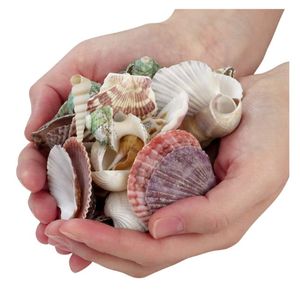 ของตกแต่งบ้านทำมือคุณภาพสูงจากเปลือกหอยธรรมชาติ เป็นมิตรกับสิ่งแวดล้อม เหมาะสำหรับงานปาร์ตี้ริมชายหาด สำหรับส่งออก - Product Image 1