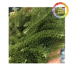 Uvas de Mar Premium de Vietnam, Alimento Oceánico Sostenible con Sabor Natural Fresco - Product Image 6