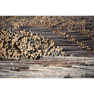 Troncos de Madera Dura de Primera Calidad, Troncos Industriales, Madera Sólida, Ideal para la Fabricación de Muebles, Construcción y Procesamiento de Madera - Product Image 2