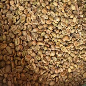 เมล็ดกาแฟโรบัสต้าคุณภาพสูง ขายส่ง ขนาด 16 ความชื้นต่ำ วัตถุดิบสำหรับคั่ว ผลผลิตใหม่ ฟาร์มในดาลัก เวียดนาม - Product Image 1