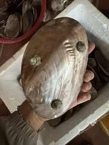 Offre Spéciale – Plateau Élégant en Nacre Naturelle Polie pour Fruits et Caviar – Idéal Mariages, Restaurants, Hôtels, Cafés – Vente en Gros - Product Image 4