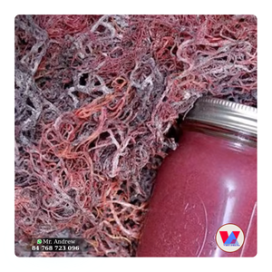 HIGH QUALITY Eco Natural <b>Dried</b> Purple Sea <b>Moss</b> Raw Cottonii Seaweed Non Spiny Type For Food Grade Jelly Powder B2B Salad Making - Product Image 1