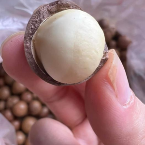 เมล็ดแมคคาเดเมียคัดสรรอย่างพิถีพิถันสำหรับผู้ซื้อวัตถุดิบอาหารและสำหรับการสั่งซื้อจำนวนมากสำหรับผู้ซื้อระดับพรีเมียม - Product Image 5
