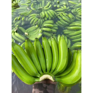 Bananes Cavendish vertes de qualité export, cultivées naturellement, fraîches, pour la vente en gros et l'usage commercial - Product Image 3