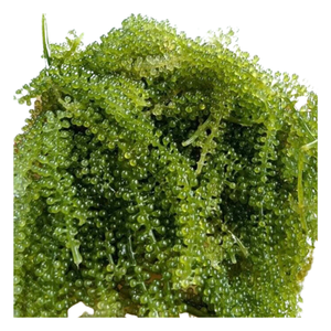 สาหร่ายทะเลสดสีเขียว Caulerpa Lentillifera ขนาดใหญ่ 20-40 ซม. สาหร่ายทะเลอุดมด้วยความชื้น เหมาะสำหรับการทำอาหาร - Product Image 5