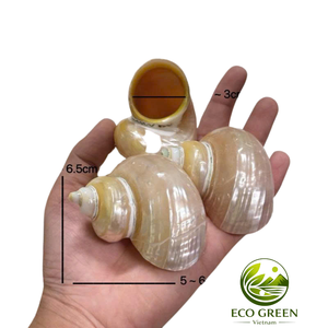 เปลือกหอยขัดเงาแบบเป็นชุด สำหรับตกแต่งตู้ปลา ที่อยู่อาศัยของปูเสฉวน ของตกแต่งธีมชายฝั่ง งานฝีมือ และทำของขวัญ - Product Image 3