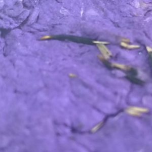 Productos Plantables Hechos a Mano con Semillas de Flores Silvestres Mixtas, Tamaño y Forma Personalizados, Papel de Semillas Ecológico - Product Image 3