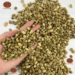 Venta al por Mayor de Granos de Café Culi de Vietnam, Sabor Intenso y Fuerte, Suministro a Granel para Compradores B2B, Exportador de Vietnam - Product Image 1