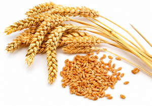 Pure Natural Top Grade Cold Pressed <b>Wheat</b> Germ Carrier Oil Infused Vitamin E for Skin Hydration Private label OEM - Product Image 3