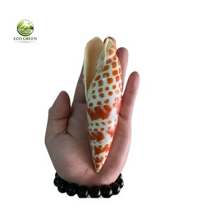 Coquillages décoratifs mixtes en gros pour l'artisanat, les aquariums et la décoration de mariage - Product Image 5