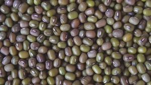 Semillas Frescas de Frijol Mung/Semillas para Germinar AA Calidad Premium Cultivo Sin GMO Origen EE. UU. - Product Image 6