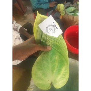 ใบ paan แบบพรีเมี่ยมสำหรับงานแต่งงานใช้สำหรับพิธีแต่งงานและงานเฉลิมฉลองจากผู้จำหน่ายในราคาที่ดีที่สุด - Product Image 2
