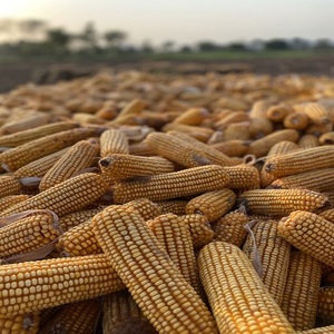 Maïs jaune séché biologique de qualité supérieure, grain naturel pour l'industrie alimentaire, offert en grandes quantités pour la vente en gros - Product Image 3