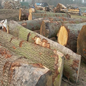 Troncos de Madera de Eucalipto de Alta Calidad y Rendimiento, que Proporcionan Calor Intenso, Combustión Lenta y Energía de Madera Dura Confiable para el Hogar - Product Image 1