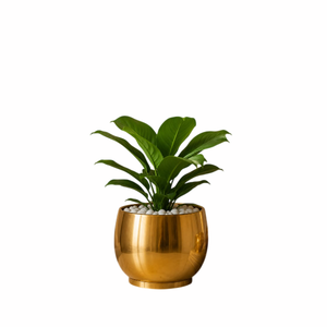 Pot de fleurs vintage en laiton avec poignées, décoration rustique pour plantes d'intérieur, motif circulaire, finition ronde, ensemble de jardinières - Product Image 2