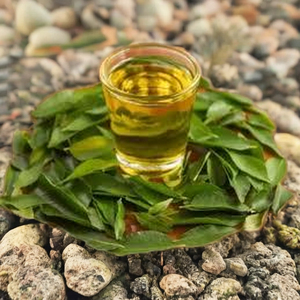 Aceite esencial de hoja de curry 100% Aceite esencial de hoja de curry natural puro disponible al mejor y a precios competitivos - Product Image 2