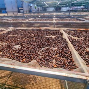 Granos de Café Arábica Completamente Lavados, Variedad de Arábica, Suministro al por Mayor, Precio de Fábrica, Servicio OEM/ODM - Product Image 4