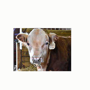 New Professional Quality Customized logo Stainless Steel Cow Livestock Hot Selling Cow Bull Cattle Nose <b>Ring</b> - Product Image 5