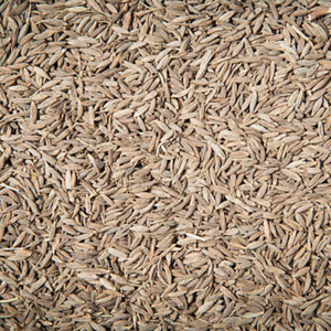 Semillas de Comino Indio Puro, Semillas de Jeera Enteras, Calidad Premium, Listas para Exportación, Empaquetado a Granel para Venta al por Mayor - Product Image 2