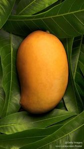 Mango Seco Tropical en Rodajas, Selección Premium, Sabor Dulce, Textura Suave y Masticable, Acabado Amarillo Brillante, Snack Dulce - Product Image 4