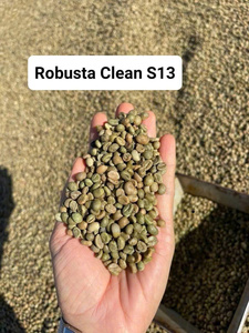 [Crop 25-26] <b>ROBUSTA</b> GREEN <b>COFFEE</b> <b>BEANS</b> Highest Quality For Roasting Wet Polish Process Packaged 60kg/PP - Product Image 5