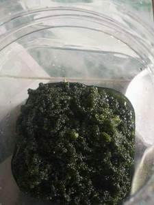 Algues de mer séchées, matière première d'algues vertes déshydratées pour garniture de sushi, salade et usage culinaire, origine Vietnam. - Product Image 5