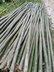 Eco Friendly <b>Raw</b> <b>Bamboo</b> Pole Natural Plant Support Stick for Agriculture and Horticulture Projects - Product Image 1