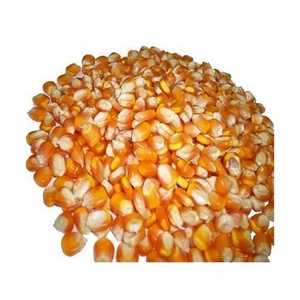 ข้าวโพดเหลืองแห้งสำหรับอาหารสัตว์ เกรด 1 บรรจุภัณฑ์ขนาดใหญ่ จากประเทศไทย - Product Image 1