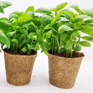 Macetas de plantas de fibra de coco, coco, hidropónico, redondo, compostable, precio más barato, venta directa de fábrica - Product Image 3