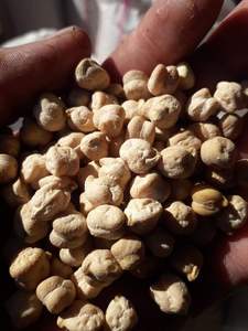 Garbanzos Naturales de Primera Calidad, Secos y Crudos para Consumo Humano, Gran Tamaño 7mm-9mm, Puros, Saludables, Orgánicos, CREKS, 25kg, 3 Años de Vida Útil - Product Image 3