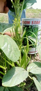 Semillas de Frijol Dorado Cluster Bean, 99% de Pureza Natural, 85% de Germinación, Origen Pakistán - Product Image 3