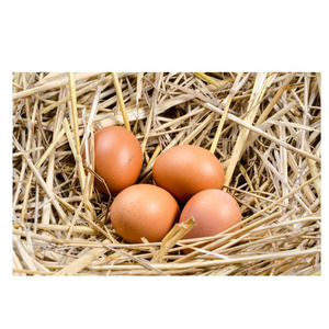 ไข่ไก่สีน้ำตาล จำหน่ายจำนวนมาก น้ำหนักและขนาดสม่ำเสมอ พร้อมการจัดการจากฟาร์มที่ถูกสุขอนามัย - Product Image 6