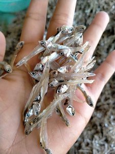 Wholesale High Quality Dried Anchovies for Soup & Cooking – Rich Umami Flavor - Product Image 5