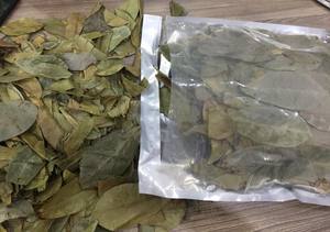 Hojas Secas de Graviola Natural para el Mercado de Superalimentos, Guanábana Deshidratada Premium, Venta al por Mayor Directo de Fábrica en Vietnam - Product Image 6