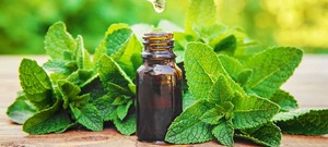 Huile essentielle de menthe poivrée biologique pure de qualité supérieure sous forme liquide cultivée à l'état sauvage à vendre par les exportateurs - Product Image 2
