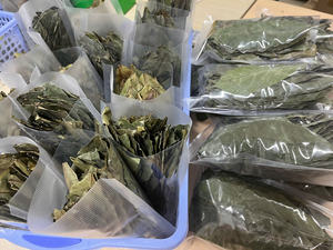 Té de Hoja de Guanábana de Vietnam, Té de Hierbas de Alta Calidad - Product Image 3