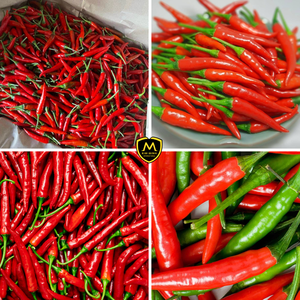 Chiles Frescos de Vietnam _ Venta al por Mayor para la Industria Alimentaria e Importadores Globales - Product Image 4